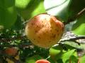 Freckle Apricot